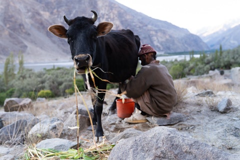 akf-pakistan-livestock-1.jpg