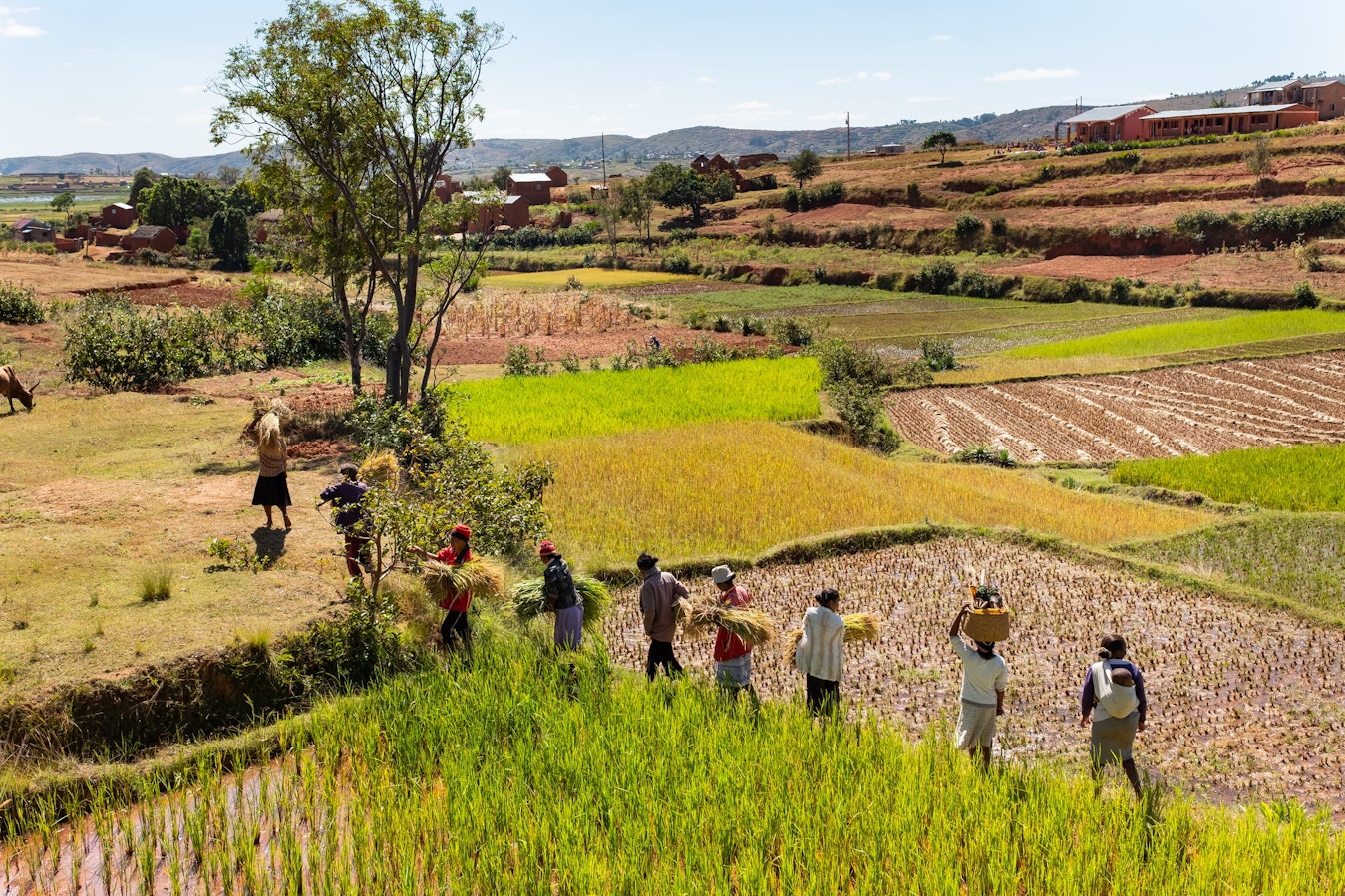 In Madagascar, since 2005, the Network has helped 80,000 rice farmers to produce crops of better quality, in less time and with less labour. In many areas, crop yields have tripled, and families no longer have to deal with chronic hunger.