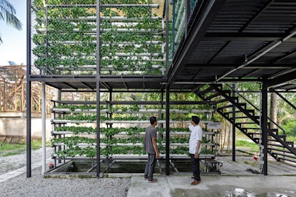 Hydroponic cultivation of leafy greens in the companion vertical kitchen garden (or kebun susun). | Aga Khan Trust for Culture / Mario Wibowo (photographer)