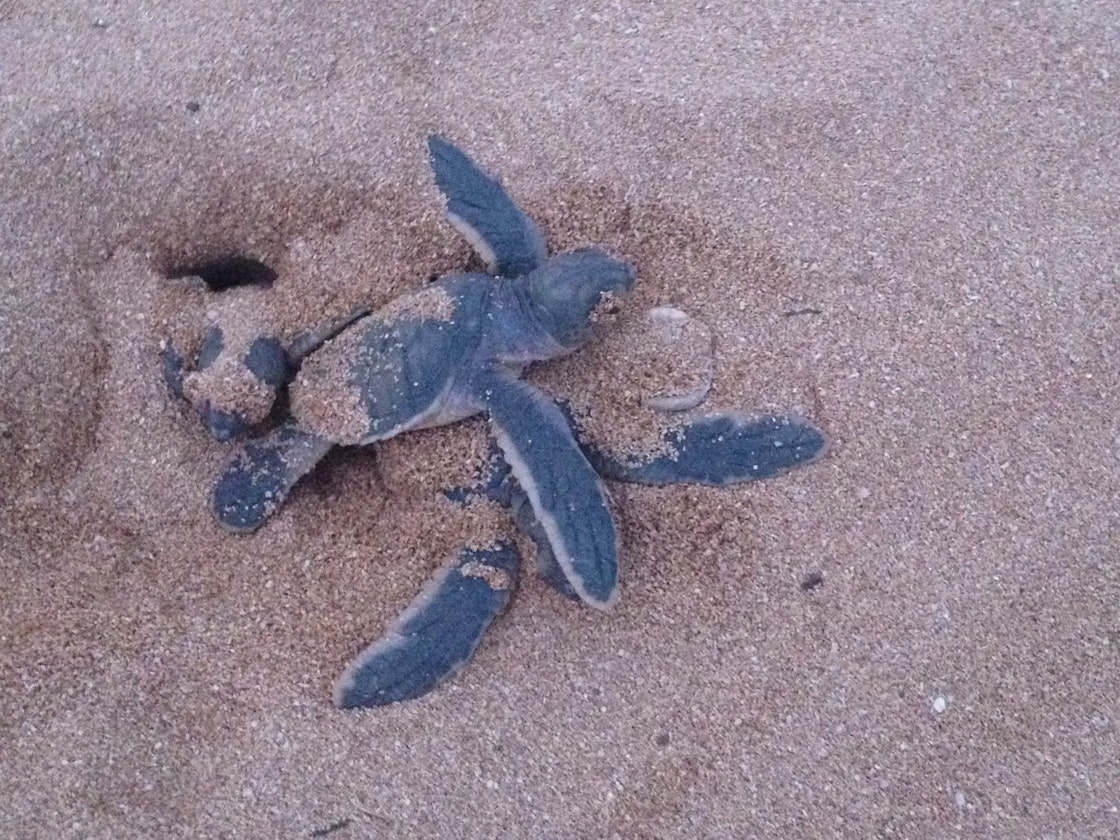 The Resort has released over 62,850 turtle hatchlings into the ocean